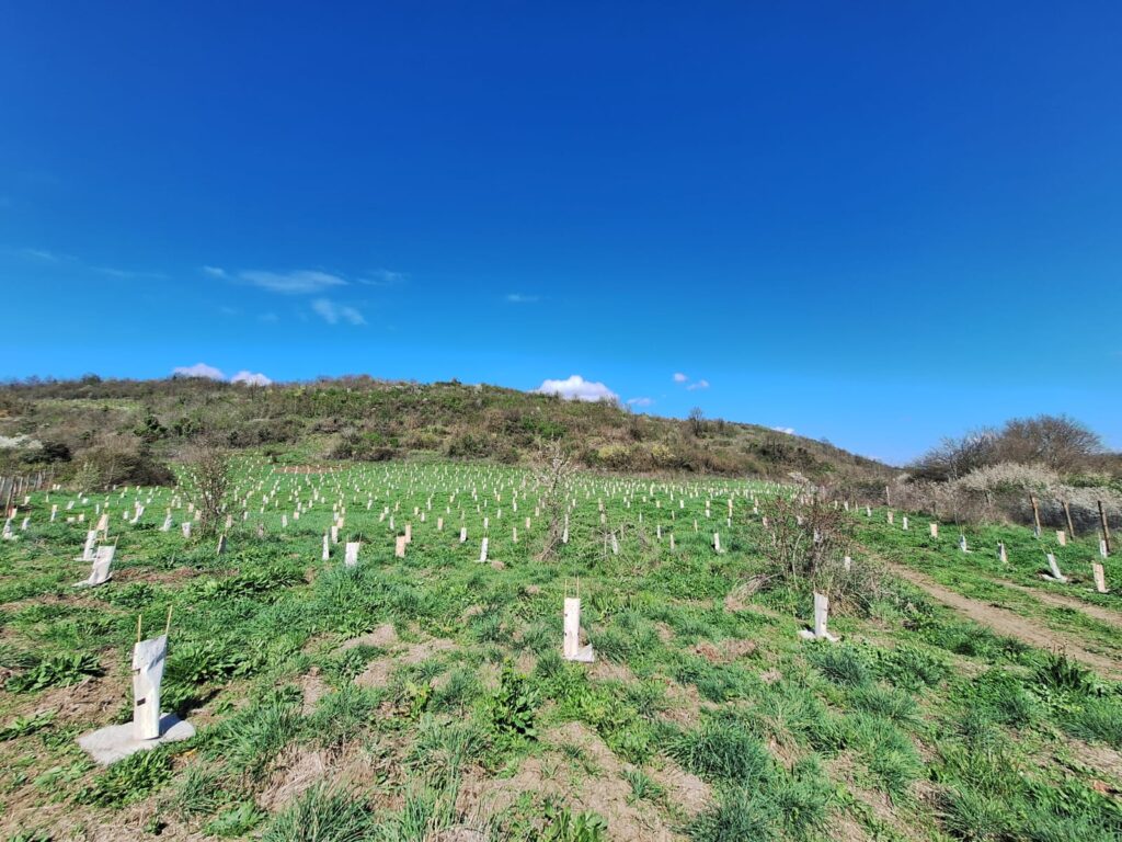 LAZIO ECONOMY - Riforestazione di Magliano Romano